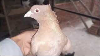 Aj Ak New Fancy Pigeon Pakra 😃🕊