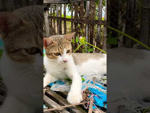 #cat #cats #cute #catvideos #catshorts #catai #ai #funny #love #pets #lovely #shorts #shortvideos