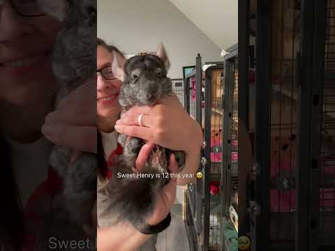 What else do you want to know about chins?! 😶‍🌫️ #chinchilla #pets #faq #shorts