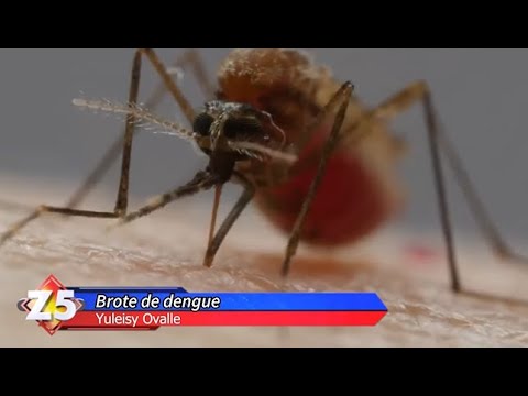 Brote de dengue: Algo serio está ocurriendo | Zona 5