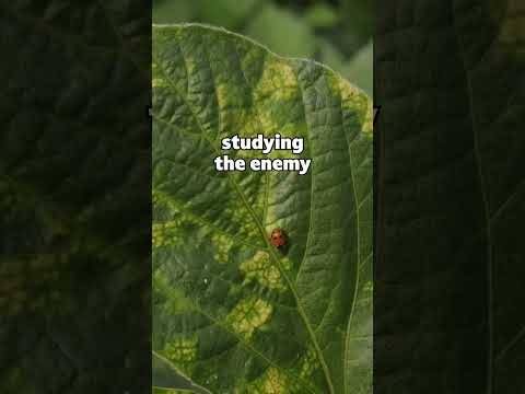 Studying the Enemy (Rotten Bugs)