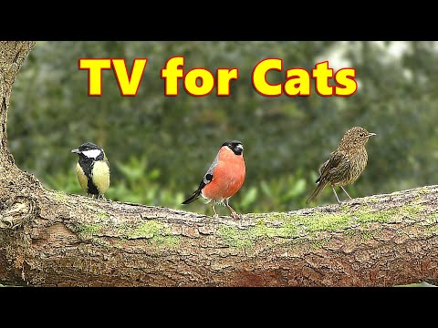 Colorful Birds in The Trees ~ Mesmerizing Cat TV