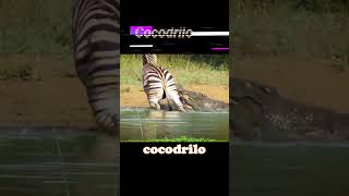 😱CURIOSIDADES 4 ANIMALES🦁💀 más FEROCES del África y (COMO cazan a sus presas🍖)