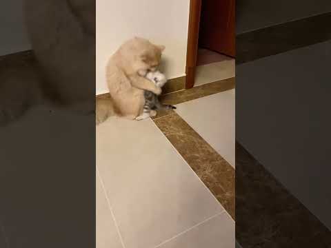 The mischievous little kitten thinks that defeating mom cat makes it the strongest cat!🐈🐈