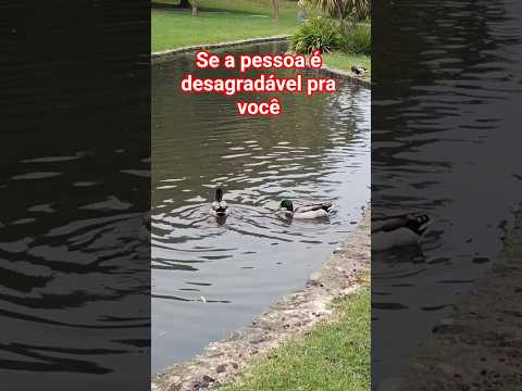 Por que é melhor ficar só #paz #shorts #shortsviral #prioridade #deus #reflexão #felca