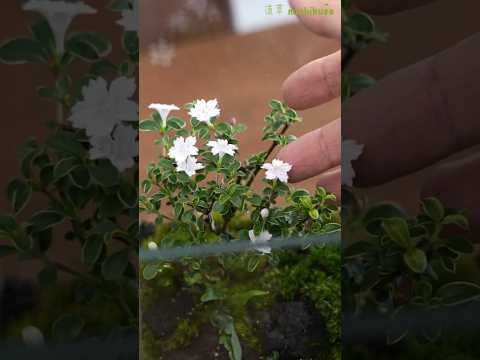 花咲く洞窟苔テラリウムの作り方