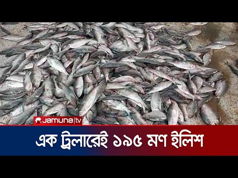 এক ট্রলারে ধরা পড়লো ১৯৫ মণ ইলিশ‌‌, ৪০ লাখ টাকায় বিক্রি | Ilish Fish | Bay Of Bengal | Jamuna TV