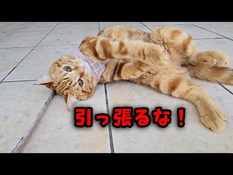 プールが楽しすぎて帰りたくない子猫...