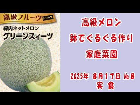 高級ネットメロン #メロン 🍈【 #グリーンスイーツ 】 No8実食/鉢でぐるぐる作りベランダでも簡単あんどん仕立てで空中栽培 #家庭菜園 2025年8月17日