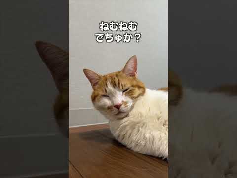 猫の動画サムネイル - 「赤ちゃん言葉になっちゃう」猫あるあるソング