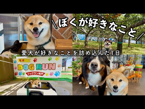 愛犬が好きなことを詰め込んでお出かけしたら最高に楽しい1日になりました