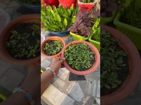 Harvesting from my Terrace garden🌿🪴👍 #ytshorts #short #terracegarden #short