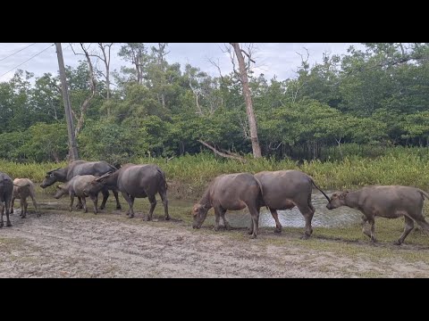 MELIHAT KERBAU MANDI DI SUNGAI