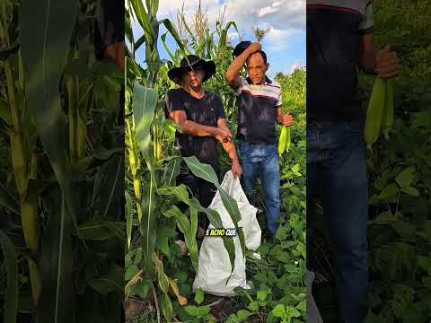 O dono da roça #humor #comedia