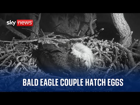 Watch live: California bald eagle couple hatch eggs