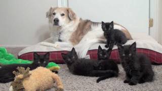 Murkin goes to WAR with the kittens