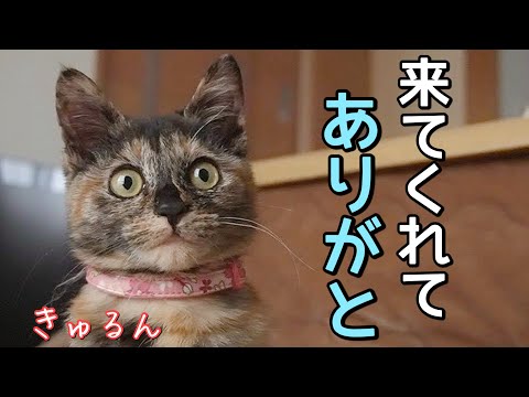 【野良猫から家猫へ】この子、本当に自由すぎた…ヤンチャ子猫時代