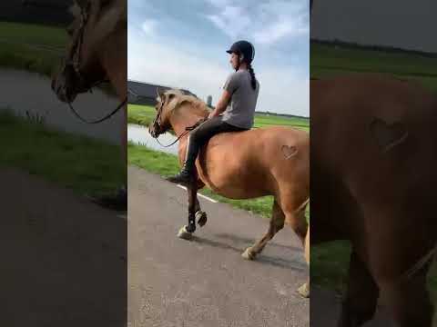 #horse #horses #pony