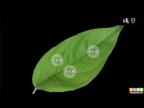 什麼是光合作用   - YouTube