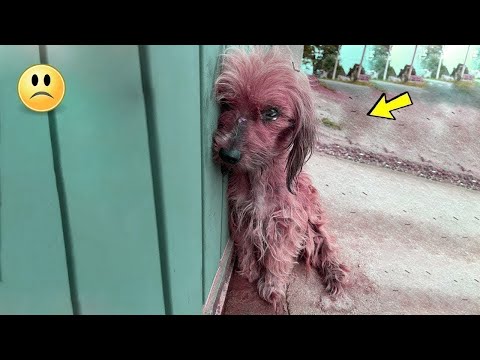 Der Hund wurde zum "Spielzeug" für Kinder.. Sie hat gelitten