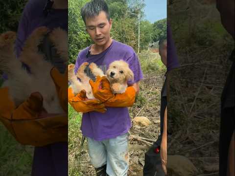 Aksi penyelamatan anjing dari dalam sumur tua #shorts