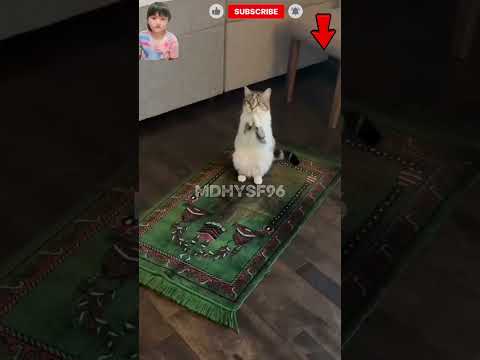 kucing beribadah🥺🥺#cat#imut#sad#funny#shorts #flysong