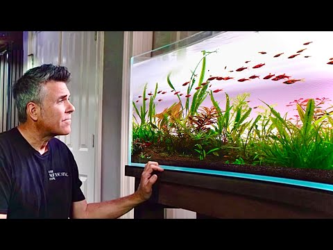 What Happened to This “Simple” Aquascape? | Pa This was supposed to be simple. Nature had other plans.

Less than two weeks in, I spotted tiny flas