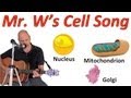Exploring the Cell