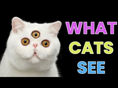 8 Things Your Cat Can See and Hear That You Can’t
