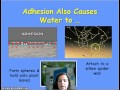 Water Properties and Molecular Structure