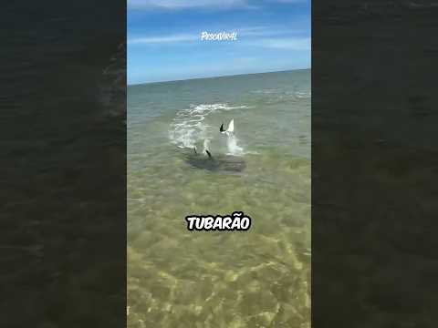 Arraia dá salto incrível e despista tubarão em alta velocidade 🦈