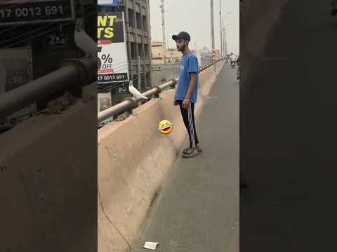 chiri mari pigeon kabutar