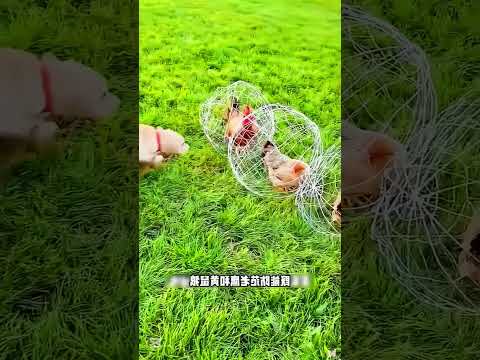 Chicken farming! মুরগি পালনের অসাধারণ পদ্ধতি, #shortvideo