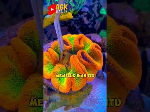 TUMBUHAN AIR MEMELUK IKAN
