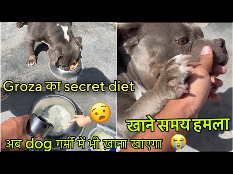 Groza dog dietplan|dog ko garmi me kya khana dena chahiye FULL VIDEO|dog ko garmi hone par kya kare❓