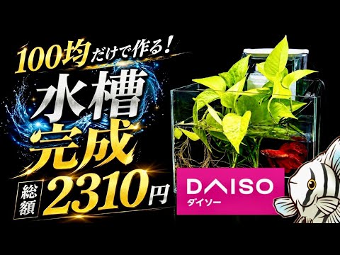 【激安アクア】100均だけでガチ構築!ダイソーの550円水槽を最強の4重ろ過システムへ大改造してみた【淡水魚 アクアリウム】