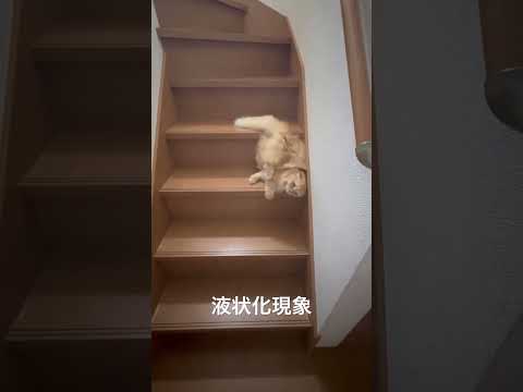 暑いので猫が液体になりました。