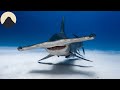 Hammerhead Shark Adaptations and Evolution