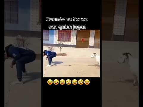 aprovecha los de chivo que te hacen🤣🤣👍👍🫂🫂