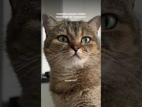#изобилие #cat #балансвселенной #funny #рационпп #силасознания #cute #кот #memes #здороваяэнергия