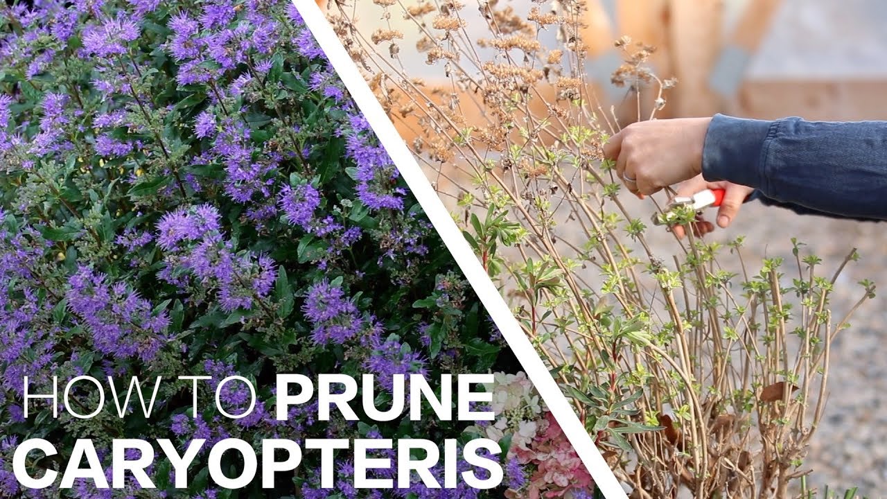 Pruning Caryopteris! #42