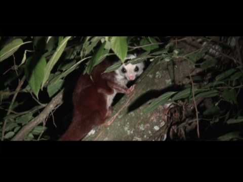 飛鼠樂園－頂笨仔聚落飛鼠保育全紀錄 ( 5分鐘國語精華篇 ) - YouTube