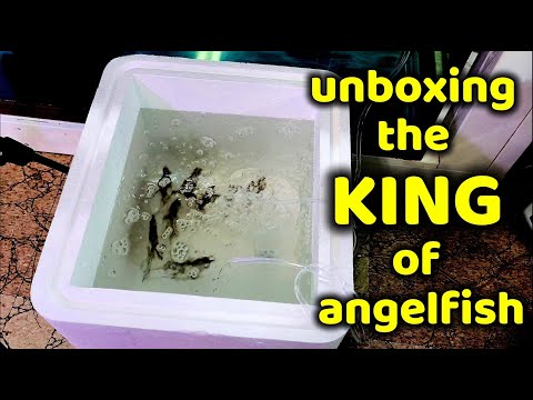 UNBOXING THE KING OF ANGELFISH PART 2 Join me as I unbox the holy grail angelfish!