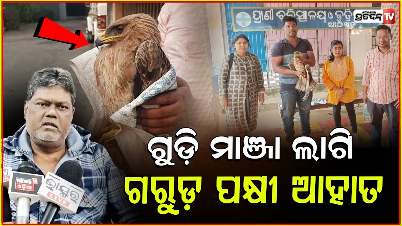 ଗୁଡ଼ି ମାଞ୍ଜାରେ ଲାଗି ଆହତ ହେଲା ଗରୁଡ଼,ଉଦ୍ଧାର କଲା ଆଠଗଡ଼ ବନ ବିଭାଗ ! Injured Garuda Bird Rescue In Cuttack