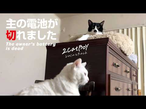 【お知らせ】主の上で文句を言い出した保護猫