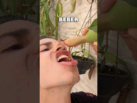 Bebi o líquido da planta carnívora?!😱 #shorts