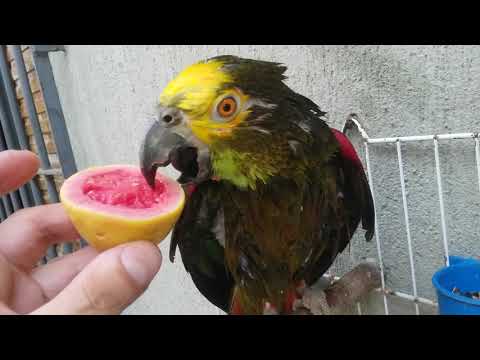 Papagaio Tomando Banho Falando Oi Assobiando Abrindo As Asas Comendo Varias Frutas E Tomate