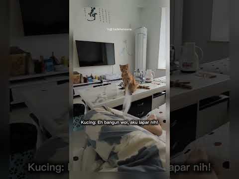 kucing ini lucu ganggu orang tidur #shorts #short