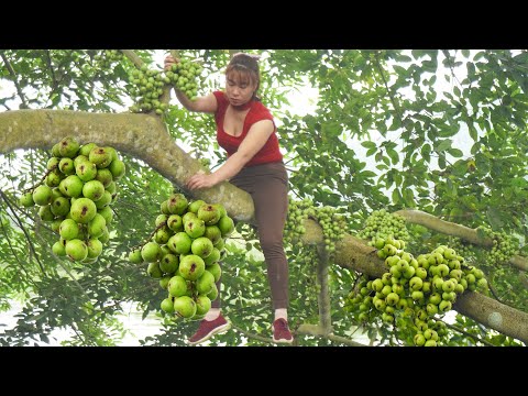 Harvesting Figs (SUNG) Goes to countryside market sell - Daily harvesting | Chúc Thị Mán