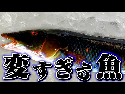 【初見】見た目からは想像が出来ない美味しさのカマスベラ！！